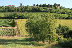 vignoble vézelay